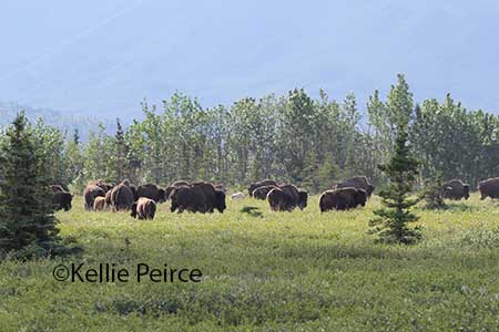 Bison in the Farewell area The white calf is in the center surrounded by adults copyKellie Peirce photo used with permission