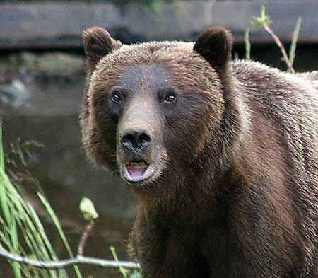 Wildlife biologist Phil Mooney photographed this sow displaying defensive behavior She has cubs Mooney said she was vocalizing and making huffing sounds