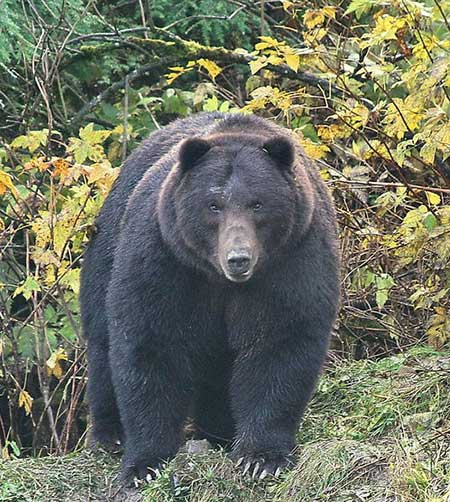 Phil Mooney photographed this bear also demonstrating defensive quotjaw poppingquot behavior