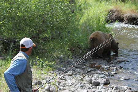 Anglers are at risk of surprising bears since both the bears and the people are seeking out fish on what might be noisy brushy streams and rivers This interaction was staged with a captive bear in Montana