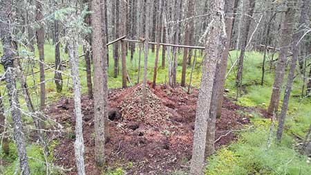 A red squirrel midden The midden is a cache of food and also the waste left when the squirrels removes the seeds from the spruce cones A red squirrel is fiercely territorial defending its midden and roughly oneacre territory from interlopers