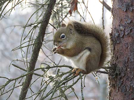 Red squirrels average about 8 ounces live weight While they aren39t very big they are abundant in forested areas