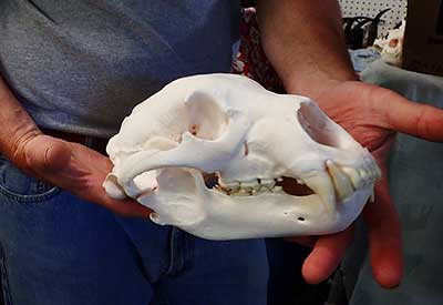 A cleaned bear skull Kihlmire uses a colony of dermestid beetles to help but getting a skull in gleaming white keepsake condition involves some messy handson work