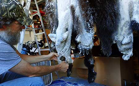 Fully turned and salted bear hides The next step is a trip to a tannery