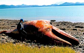 Anne Sutton investigates a beached grey whale on Douglas Island Photo by Riley Woodford