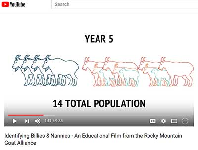 A still from ldquoIdentifying Nannies and Billiesrdquo that shows how removing a male goat instead of a female goat can result in 14 animals being recruited into the population after five years If a female is taken instead recruitment would be only seven animals