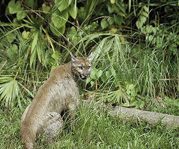 A panther photographed at the Florida Panther National Wildlife Refuge by George Gentry As the name suggests the refuge was created to protect the Florida Panther a subspecies of the mountain lion listed as endangered