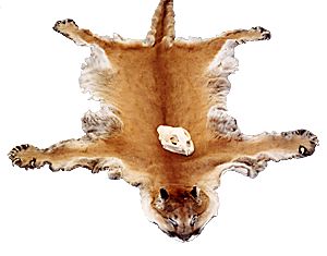 Accidental catch A Wrangell trapper caught this mountain lion in a wolf snare on Kupreanof Island in December 1998 The male cat weighed about 160 pounds and measured seven and a half feet long The hide is currently on display in the Wrangell Museum