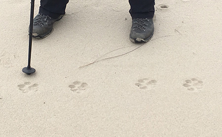 Micah Sangenetti photographed these cougar tracks in the sand on the Oregon Coast near Cape Perpetua