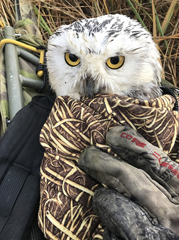 Don Martin holds the hypothermic snowy owl bundled in a jacket