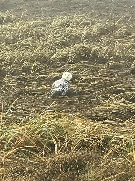 The owl on the wetlands Don Martin photo