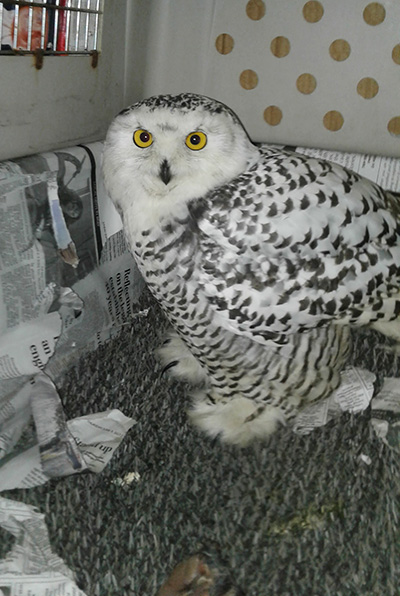 The snowy owl ready fly from Juneau to Sitka via Alaska Airlines Janet Capito photo
