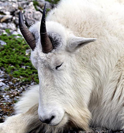 A sedated mountain goat on Baranof Island Photo by Phil Mooney