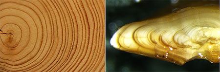 Image 1 emTree growth rings next to a magnified rockfish otolith prepared for age determination em