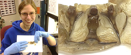 Image 3emThe author with a dissected and cleaned snow crab stomachem