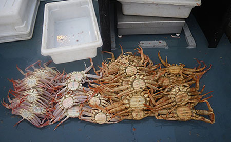 Image 5em Newshell snow crab left and oldshell snow crab rightem