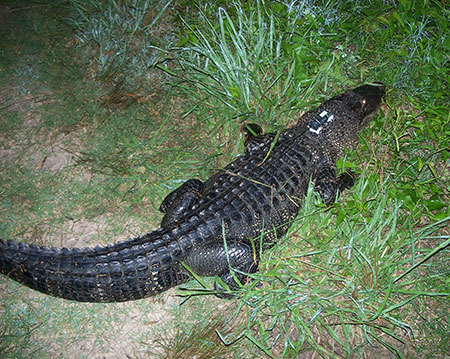 An alligator equipped with a VHF radio enabling researchers to locate the animal This animal shows a bit of the quoteyeshinequot that helps researchers find the animals at night Like many animals alligators have a reflective tapetum layer in their eye that enhances their ability to see at night