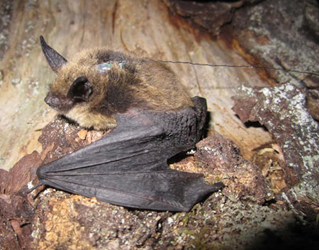 A Keen39s Myotis caught at Windfall Lake north of Juneau and equipped with an asprinsize radio transmitter the antennea is facing backwards Around 2020 researchers determined that Keen39s myotis is not a separate species but is actually the same as the Western longeared bat