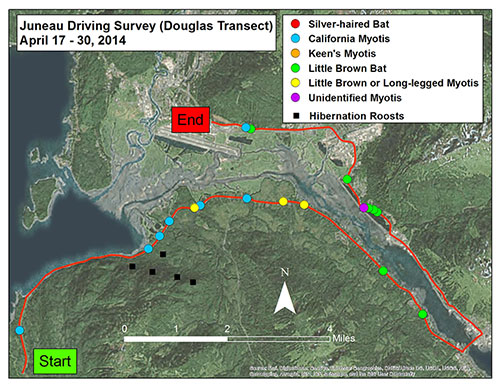 The same transect later in the month Hibernation roosts are marked in black squares