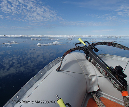 An overthecounter hunting crossbow used to deploy a special floating skin biopsy arrow for walrus research This bow is cocked loaded and ready to fire USFWS Permit MA2208760