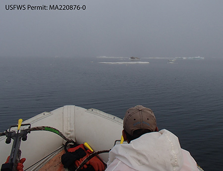 Researchers with crossbows and biopsy arrows approach a group of walrus hauled out on ice on the Chukchi Sea USFWS Permit MA2208760
