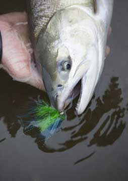 A chum salmon caught on an anglertied fly Photo and fly by Ryan Ragan