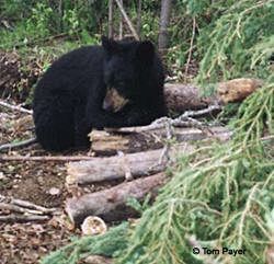 A small black bear at Payers bait station