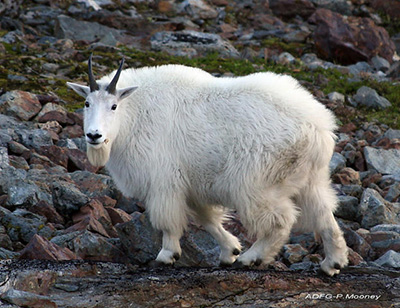 A healthy mountain goat on Baranof Island Photo by Phil Mooney