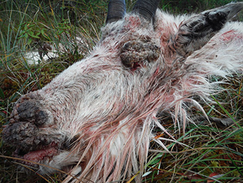 If hunters use good practices during butchering mdash wearing gloves insuring they donrsquot cut blisters or scabs and washing hands knives clothes and items with soapy water mdash itrsquos possible to salvage the edible meat from a goat with CE