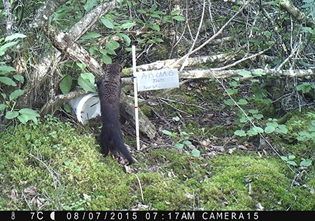 A fisher investigates a study site
