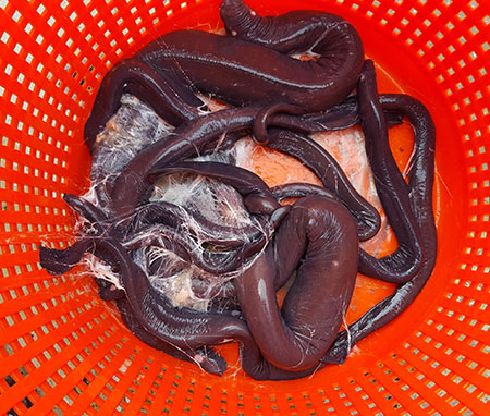A basket of hagfish from the test fishery Photo courtesy Aaron Baldwin