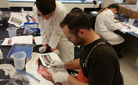 Dissecting hagfish in the lab at the University of Alaska Southeast
