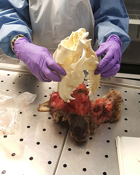 ADFampG veterinarian Kimberlee Beckmen uses a wolf skull to demonstrate how a wolf bite could leave telltale marks under the skin marks that would be revealed in an autopsy