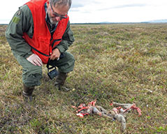 State wildlife biologist Neil Barten investigates a kill site a calf from the Mulchatna herd Photo by Nick Demma