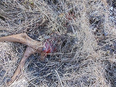 A moose calf killed by a bear partially eaten and cached Bears may guard a cache so it is not advised to approach a cached carcass