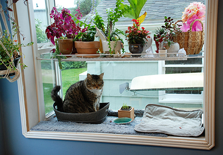 Nacho in his catio a bay window set up as a cat hangout with cat beds water and cat grass Owners of indoor cats recommend cat grass a mix of rye barley oats and wheat that sprouts quickly for cats to nibble on