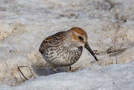 Western Sandpiper Jim Dau photo
