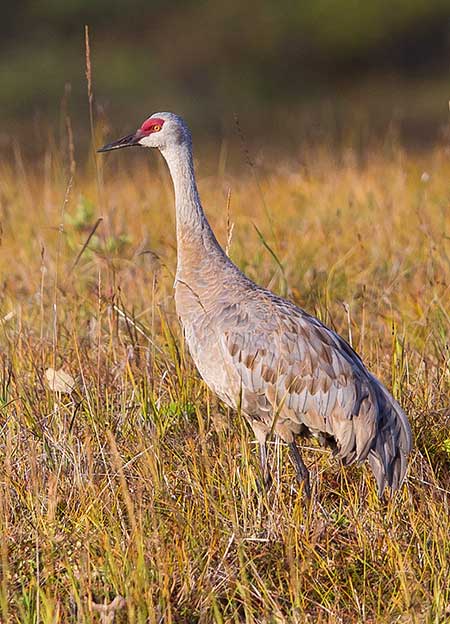 A sandhill crane Photo by Jim Dau