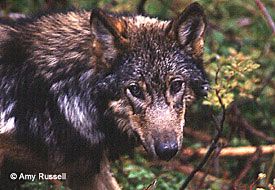 A 5month old male wolf pup from Honker Divide on Prince of Wales Island
