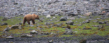 A brown bear on the beach in Glacier Bay Riley Woodford photo