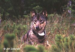 This collared wolf id the alpha female of a wolf pack on Prince of Wales Island