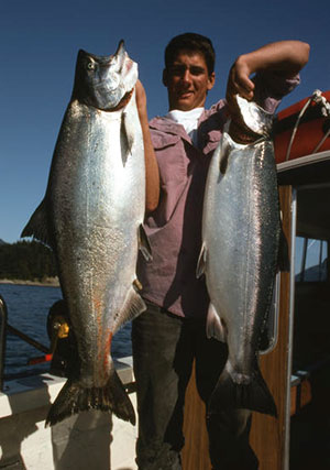 Chinook salmon