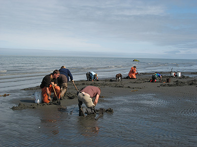 A family outing digging razor clams on the Deep Creek beach near Ninilchik Photo by Gail Heineman