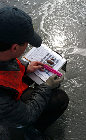 Assistant Area Management Biologist Mike Booz measures razor clams during an abundance survey before returning the clams alive back to where they were captured