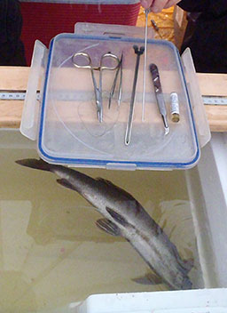 Arctic grayling under anesthesia prior to surgery to implant a radio tracking device Note the radio transmitter with its long antenna on the rightside of the surgical equipment tray Photo by Brian Collyard