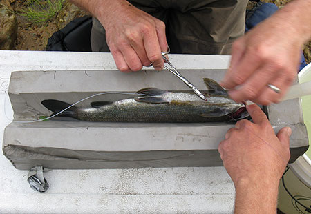 Placing sutures at an incision during surgery Photo by Brian Collyard