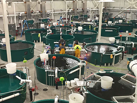 The production floor in the William Jack Hernandez Sport Fish Hatchery as seen from the Ship Creek Fisheries Center