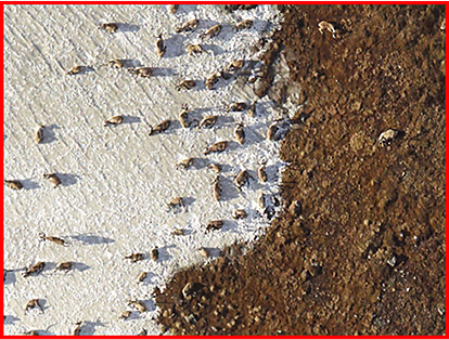 Individual caribou can be picked out on the snow in this image taken by the new digital camera