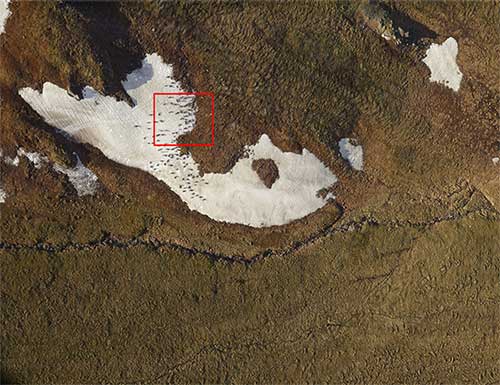 The image above is a section of this larger image