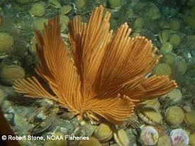 Fanellia spp one of the many species of soft corals often seen in great profusion from the research submersible Delta